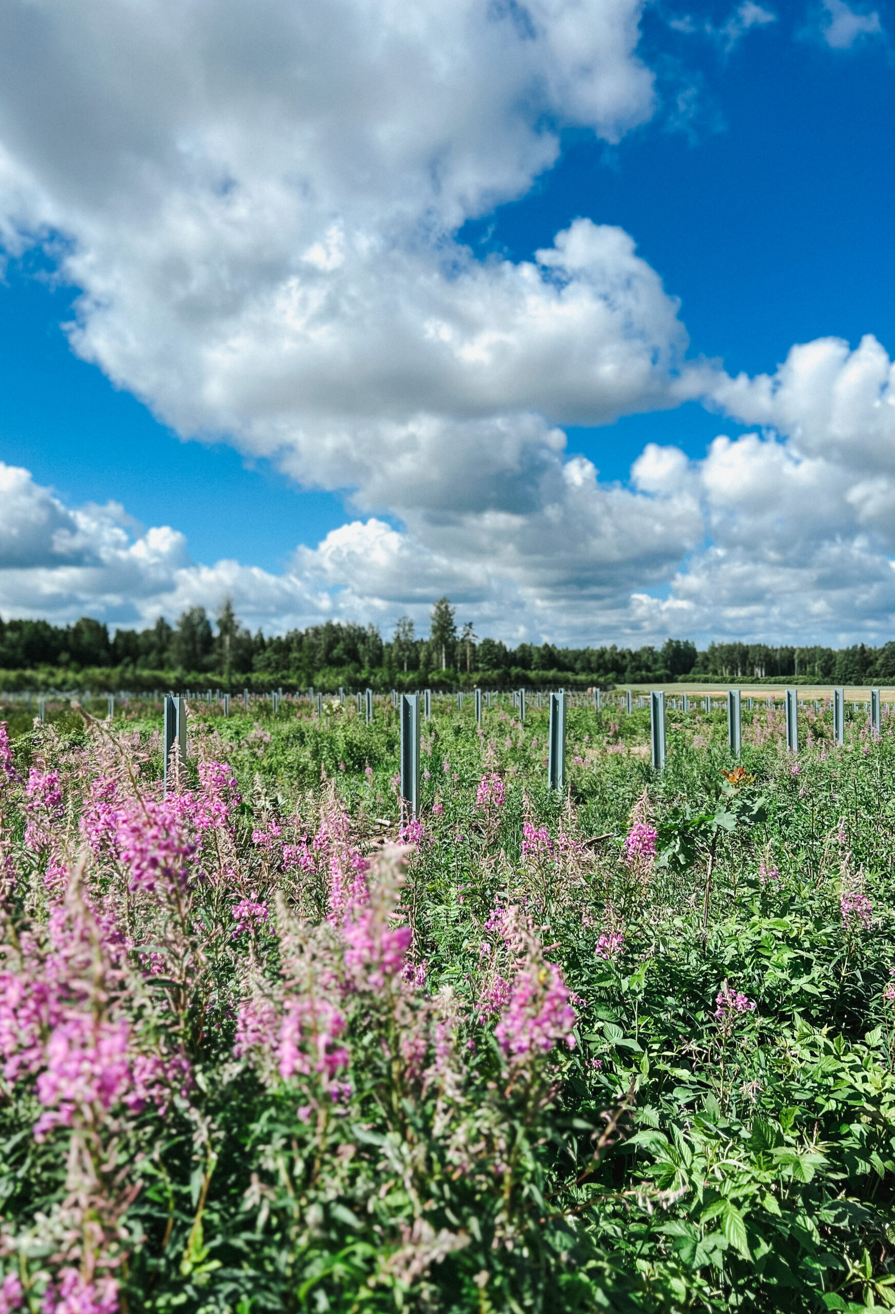 Kārsava